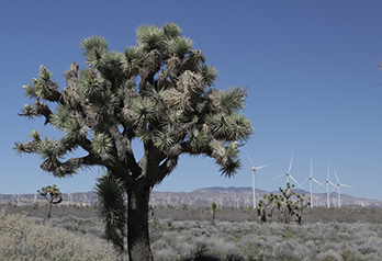 Mojave 348x238