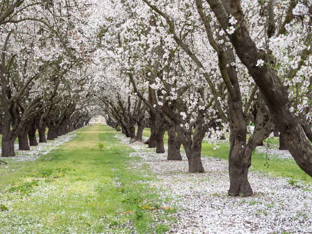 Shafter almond tree orchard in bloom white flowers